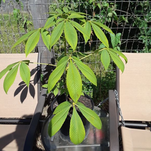 Meet your Posher, Robert - Picture 1 of 1